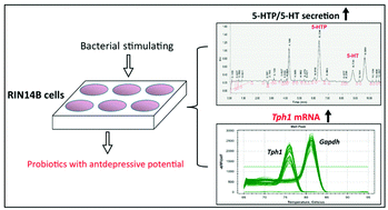 Graphical abstract: An in vitro screening method for probiotics with antidepressant-like effect using the enterochromaffin cell model