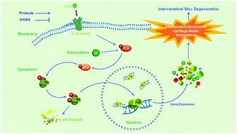 Graphical abstract: Stachydrine ameliorates the progression of intervertebral disc degeneration via the PI3K/Akt/NF-κB signaling pathway: in vitro and in vivo studies