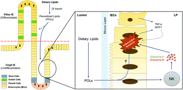 Graphical abstract: The dietary peroxidized lipid, 13-HPODE, promotes intestinal inflammation by mediating granzyme B secretion from natural killer cells