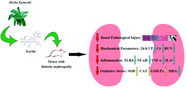 Graphical abstract: Icariin ameliorates streptozocin-induced diabetic nephropathy through suppressing the TLR4/NF-κB signal pathway