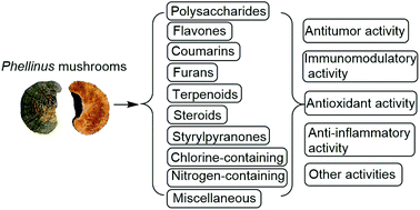 Graphical abstract: The phytochemistry and pharmacology of medicinal fungi of the genus Phellinus: a review