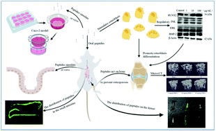 Graphical abstract: Absorption and transport of a Mytilus edulis-derived peptide with the function of preventing osteoporosis