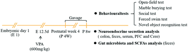 Graphical abstract: Daily intake of Lactobacillus alleviates autistic-like behaviors by ameliorating the 5-hydroxytryptamine metabolic disorder in VPA-treated rats during weaning and sexual maturation