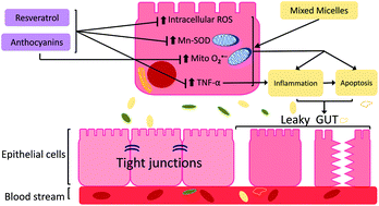 Graphical abstract: Differential protection by anthocyanin-rich bilberry extract and resveratrol against lipid micelle-induced oxidative stress and monolayer permeability in Caco-2 intestinal epithelial cells