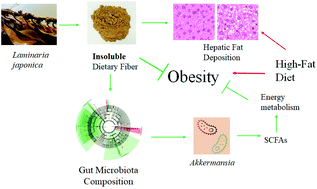 Graphical abstract: Insoluble dietary fiber derived from brown seaweed Laminaria japonica ameliorate obesity-related features via modulating gut microbiota dysbiosis in high-fat diet–fed mice