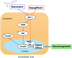 Graphical abstract: Resveratrol attenuates dapagliflozin-induced renal gluconeogenesis via activating the PI3K/Akt pathway and suppressing the FoxO1 pathway in type 2 diabetes