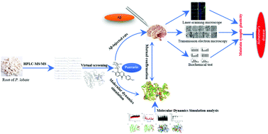 Graphical abstract: In silico-determined compound from the root of Pueraria lobate alleviates synaptic plasticity injury induced by Alzheimer's disease via the p38MAPK-CREB signaling pathway