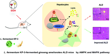 Graphical abstract: Lactobacillus fermentum KP-3-fermented ginseng ameliorates alcohol-induced liver disease in C57BL/6N mice through the AMPK and MAPK pathways