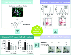 Graphical abstract: Nevadensin relieves food allergic responses and passive cutaneous anaphylaxis in mice through inhibiting the expression of c-Kit receptors