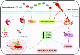 Graphical abstract: The three-spot seahorse-derived peptide PAGPRGPA attenuates ethanol-induced oxidative stress in LO2 cells through MAPKs, the Keap1/Nrf2 signalling pathway and amino acid metabolism