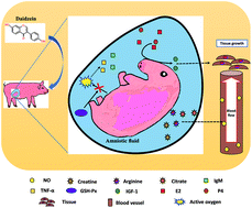 Graphical abstract: Daidzein supplementation enhances embryo survival by improving hormones, antioxidant capacity, and metabolic profiles of amniotic fluid in sows