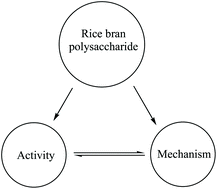 Graphical abstract: Preparation, activity, and antioxidant mechanism of rice bran polysaccharide