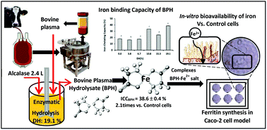 Graphical abstract: Bovine plasma hydrolysates’ iron chelating capacity and its potentiating effect on ferritin synthesis in Caco-2 cells