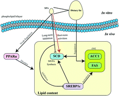 Graphical abstract: Palm oil consumption and its repercussion on endogenous fatty acids distribution