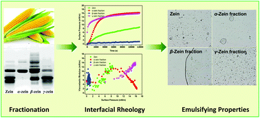 Graphical abstract: Interfacial and emulsion-stabilizing properties of zein nanoparticles: differences among zein fractions (α-, β-, and γ-zein)