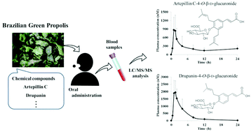 Graphical abstract: Pharmacokinetics and metabolism of cinnamic acid derivatives and flavonoids after oral administration of Brazilian green propolis in humans