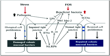 Graphical abstract: Transcriptome analysis reveals the protective role of fructo-oligosaccharide in colonic mucosal barriers in exercise-induced stressed mice