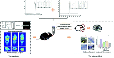 Graphical abstract: AGLPM and QMDDQ peptides exert a synergistic action on memory improvement against scopolamine-induced amnesiac mice