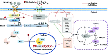 Graphical abstract: Biochanin A alleviates oxidative damage caused by the urban particulate matter