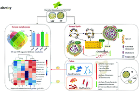 Graphical abstract: Polysaccharides from fermented Momordica charantia L. with Lactobacillus plantarum NCU116 ameliorate metabolic disorders and gut microbiota change in obese rats