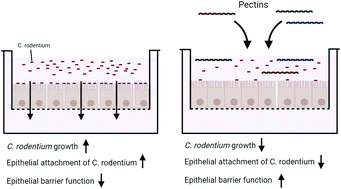Graphical abstract: Pectin limits epithelial barrier disruption by Citrobacter rodentium through anti-microbial effects