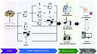 Graphical abstract: The effects of different extraction methods on the aroma fingerprint, recombination and visualization of clam soup