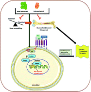 Graphical abstract: Betel leaf extract and its major component hydroxychavicol promote osteogenesis and alleviate glucocorticoid-induced osteoporosis in rats