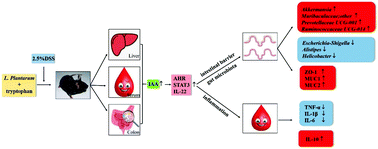 Graphical abstract: Protective effects of tryptophan-catabolizing Lactobacillus plantarum KLDS 1.0386 against dextran sodium sulfate-induced colitis in mice