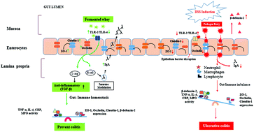 Graphical abstract: Protective effects of potential probiotic Lactobacillus rhamnosus (MTCC-5897) fermented whey on reinforcement of intestinal epithelial barrier function in a colitis-induced murine model