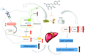Graphical abstract: Taxifolin ameliorate high-fat-diet feeding plus acute ethanol binge-induced steatohepatitis through inhibiting inflammatory caspase-1-dependent pyroptosis