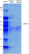 Graphical abstract: Purification and characterization of immunomodulatory peptides from enzymatic hydrolysates of duck egg ovalbumin