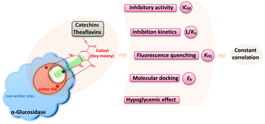 Graphical abstract: The galloyl moiety enhances the inhibitory activity of catechins and theaflavins against α-glucosidase by increasing the polyphenol–enzyme binding interactions