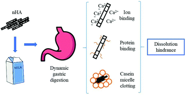 Graphical abstract: Fate of hydroxyapatite nanoparticles during dynamic in vitro gastrointestinal digestion: the impact of milk as a matrix