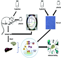 Graphical abstract: Phlorizin exerts potent effects against aging induced by d-galactose in mice and PC12 cells