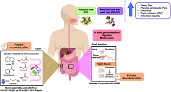 Graphical abstract: In vitro gastrointestinal digestion and simulated colonic fermentation of pistachio nuts determine the bioaccessibility and biosynthesis of chronobiotics