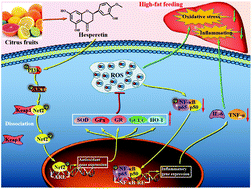 Graphical abstract: Hesperetin ameliorates hepatic oxidative stress and inflammation via the PI3K/AKT-Nrf2-ARE pathway in oleic acid-induced HepG2 cells and a rat model of high-fat diet-induced NAFLD