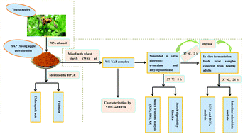 Graphical abstract: Modulation of gelatinized wheat starch digestion and fermentation profiles by young apple polyphenols in vitro