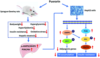 Graphical abstract: Puerarin improves hepatic glucose and lipid homeostasis in vitro and in vivo by regulating the AMPK pathway