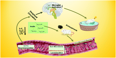Graphical abstract: Inulin ameliorates schizophrenia via modulation of the gut microbiota and anti-inflammation in mice