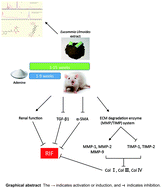 Graphical abstract: Effects of Eucommia ulmoides extract against renal injury caused by long-term high purine diets in rats