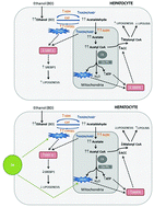 Graphical abstract: Selenite supplementation modulates the hepatic metabolic sensors AMPK and SIRT1 in binge drinking exposed adolescent rats by avoiding oxidative stress