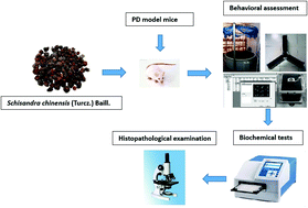 Graphical abstract: Schisandra chinensis protects against dopaminergic neuronal oxidative stress, neuroinflammation and apoptosis via the BDNF/Nrf2/NF-κB pathway in 6-OHDA-induced Parkinson's disease mice