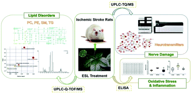 Graphical abstract: Mass spectrometry-based serum lipidomics strategy to explore the mechanism of Eleutherococcus senticosus (Rupr. & Maxim.) Maxim. leaves in the treatment of ischemic stroke