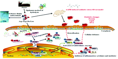 Graphical abstract: Optimization of Jiuzao protein hydrolysis conditions and antioxidant activity in vivo of Jiuzao tetrapeptide Asp-Arg-Glu-Leu by elevating the Nrf2/Keap1-p38/PI3K-MafK signaling pathway