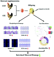 Graphical abstract: Maternal stevioside supplementation ameliorates intestinal mucosal damage and modulates gut microbiota in chicken offspring challenged with lipopolysaccharide