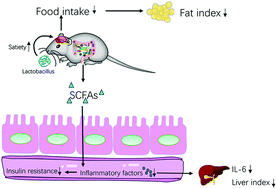 Graphical abstract: Lactobacillus rhamnosus FJSYC4-1 and Lactobacillus reuteri FGSZY33L6 alleviate metabolic syndrome via gut microbiota regulation