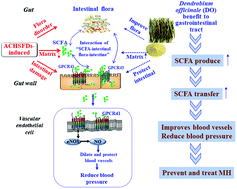 Graphical abstract: Beneficial effects of Dendrobium officinale on metabolic hypertensive rats by triggering the enteric-origin SCFA-GPCR43/41 pathway