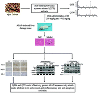 Graphical abstract: Protective effect of Que Zui tea hot-water and aqueous ethanol extract against acetaminophen-induced liver injury in mice via inhibition of oxidative stress, inflammation, and apoptosis