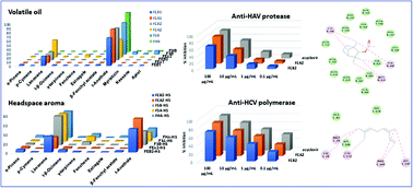 Graphical abstract: A comparative volatilomic characterization of Florence fennel from different locations: antiviral prospects