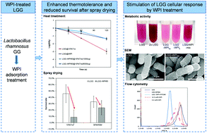 Graphical abstract: Exploring the interactions between Lactobacillus rhamnosus GG and whey protein isolate for preservation of the viability of bacteria through spray drying